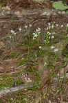 Ouachita bluet